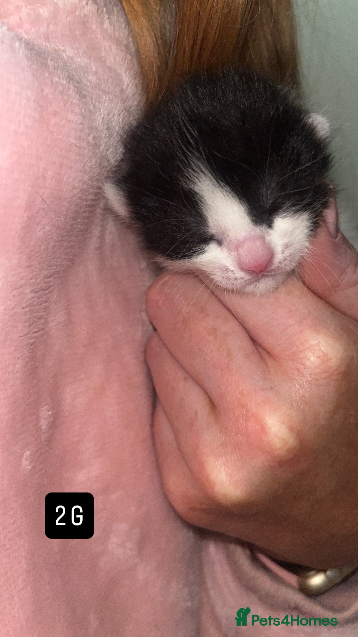Mixed Breed Kitten 2