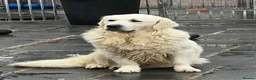Golden Retriever dogs for sale: Little Polar Bear Puppies - Advert 2
