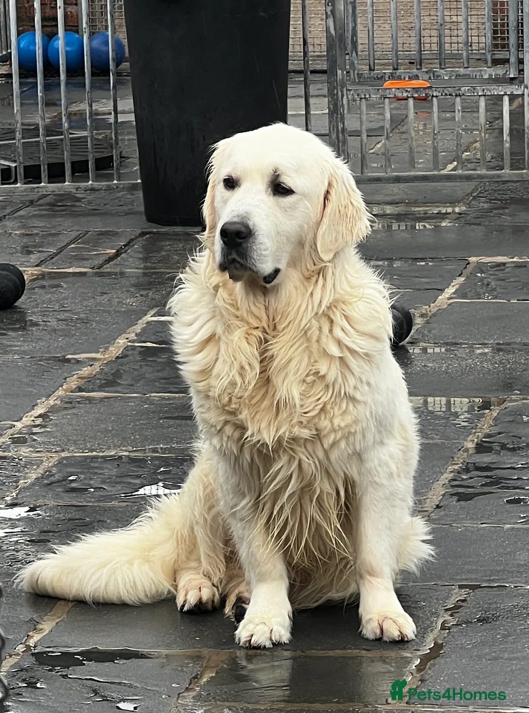 Golden Retriever dogs for sale: Little Polar Bear Puppies - Advert 2