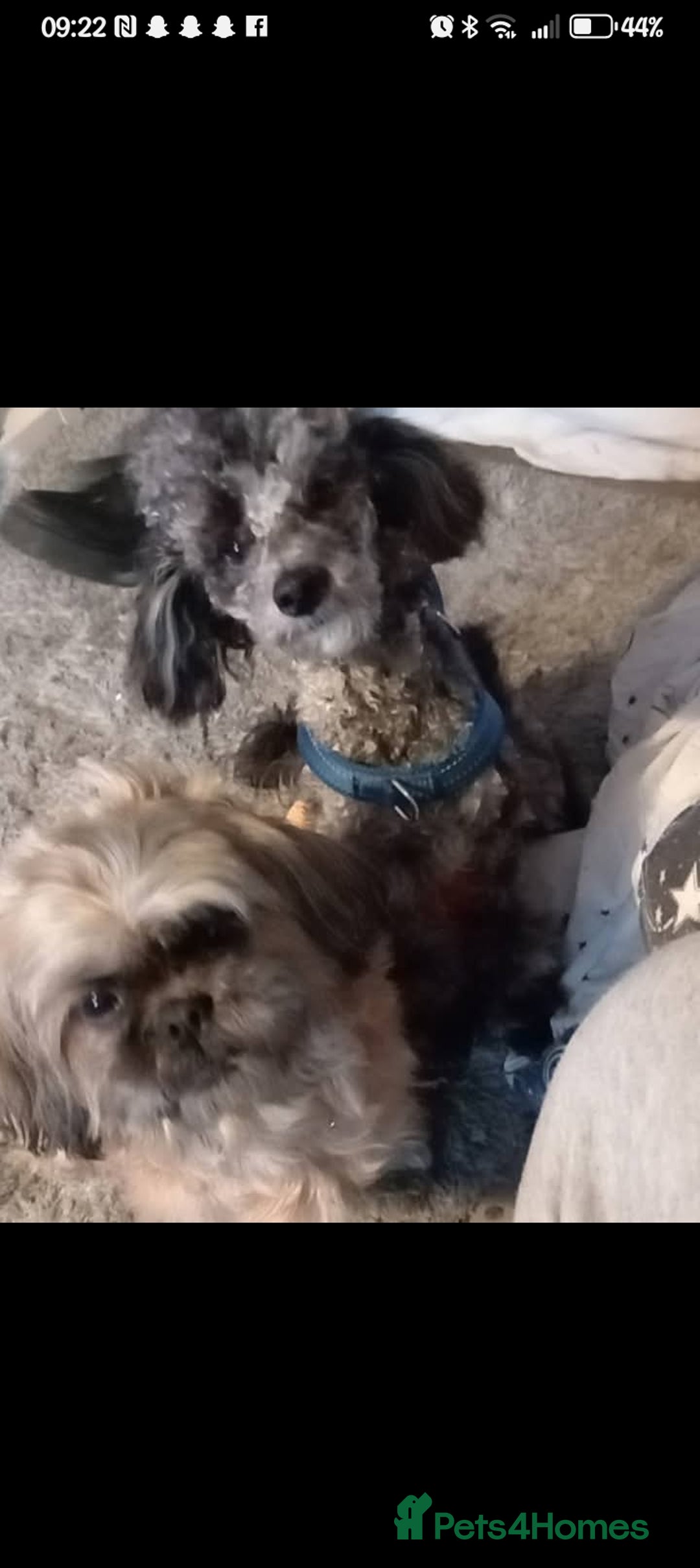 Shihpoo dogs for sale: Shihpoo last one in litter  - Advert 2