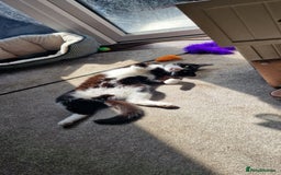 Mixed Breed cats for sale: Adopt little miss Eevee  - Image 3