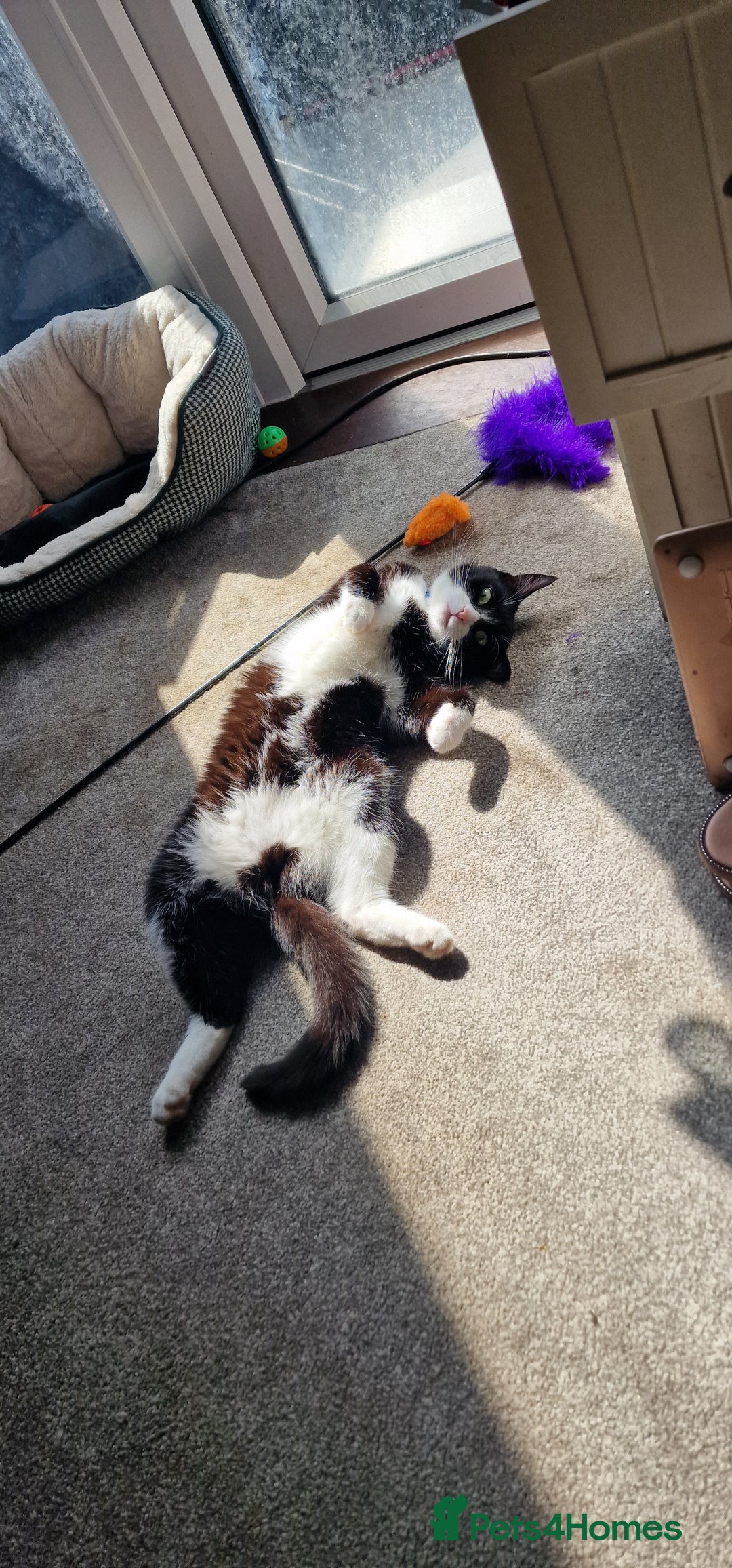 Mixed Breed cats for sale: Adopt little miss Eevee  - Image 3
