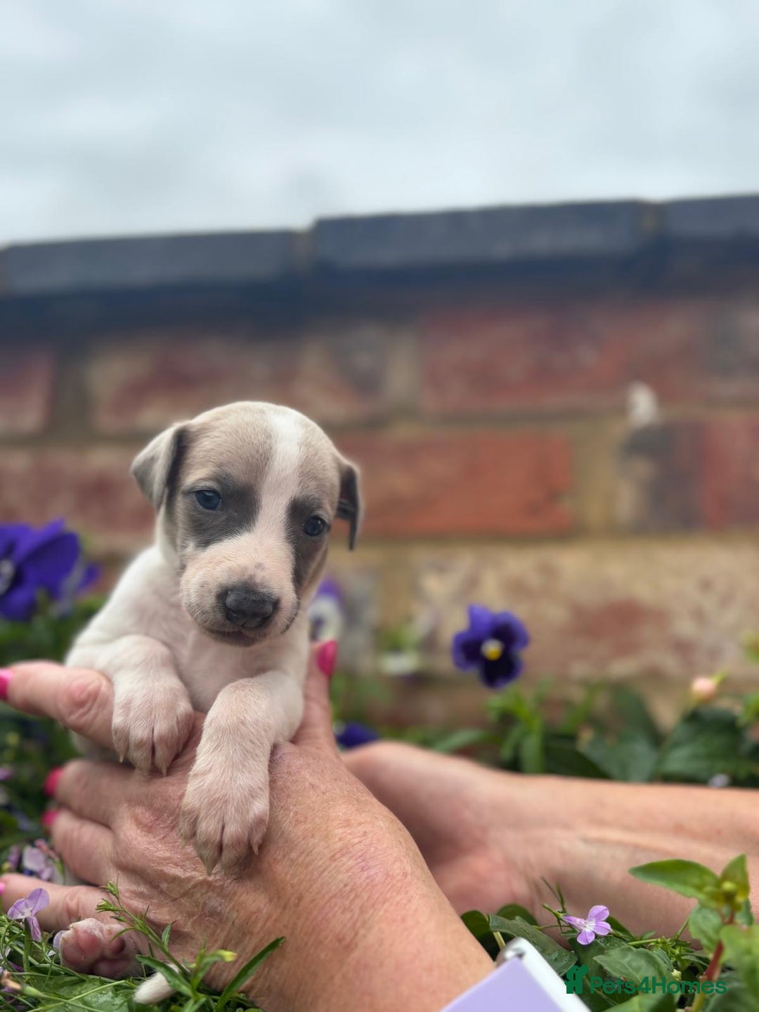 Whippet dogs for sale: Beautiful marked whippet puppies  - Image 8