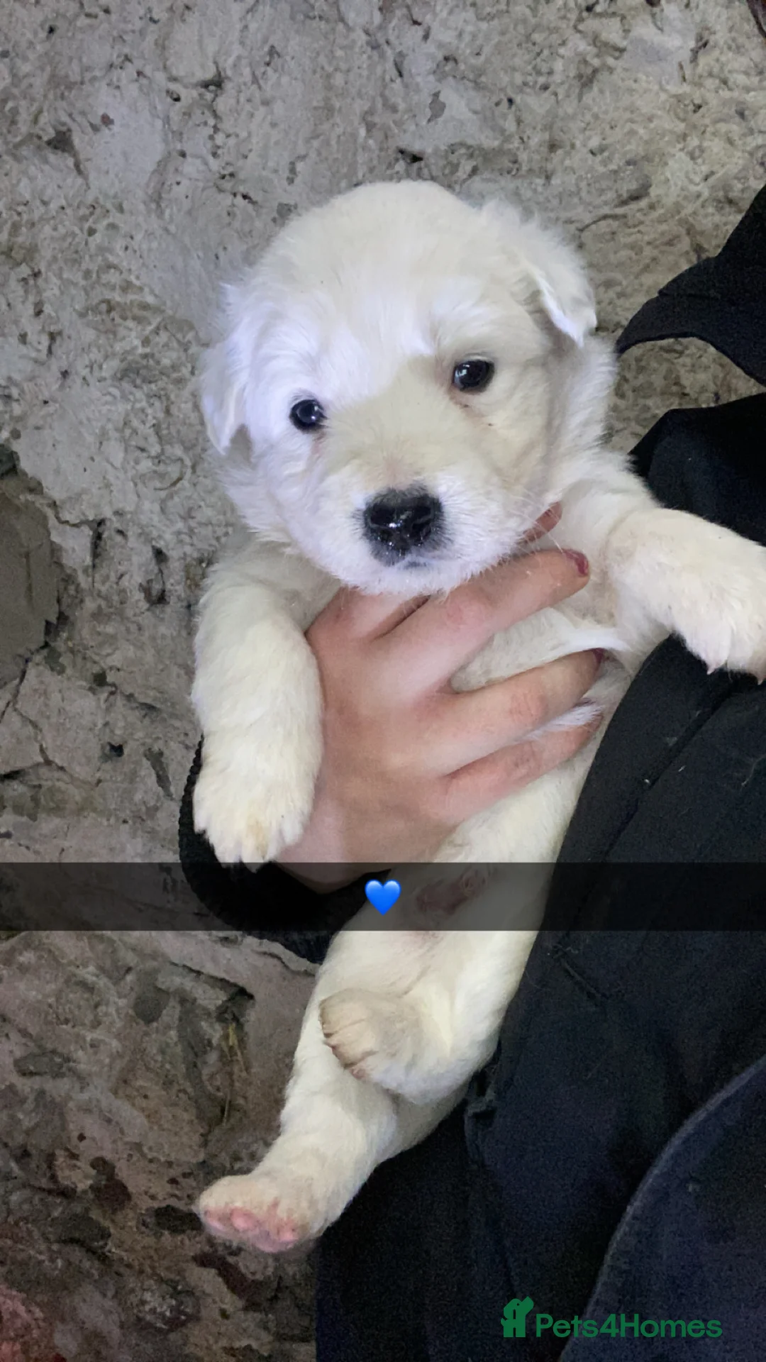 Mixed Breed dogs for sale: Australian Shepherd X Border Collie pups 🐶  - Advert 3