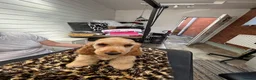 Cocker Spaniel dogs for sale: Golden Cocker Spaniel puppy - Advert 5