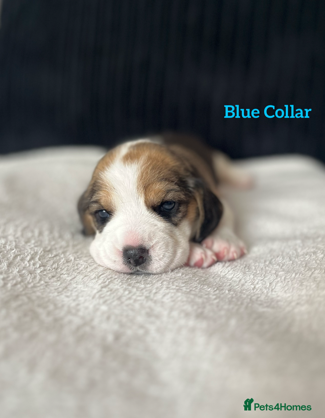 Beagle dogs for sale: 2 Beagle Girl Pups left -(KC Reg), Champ Bloodline - Image 16