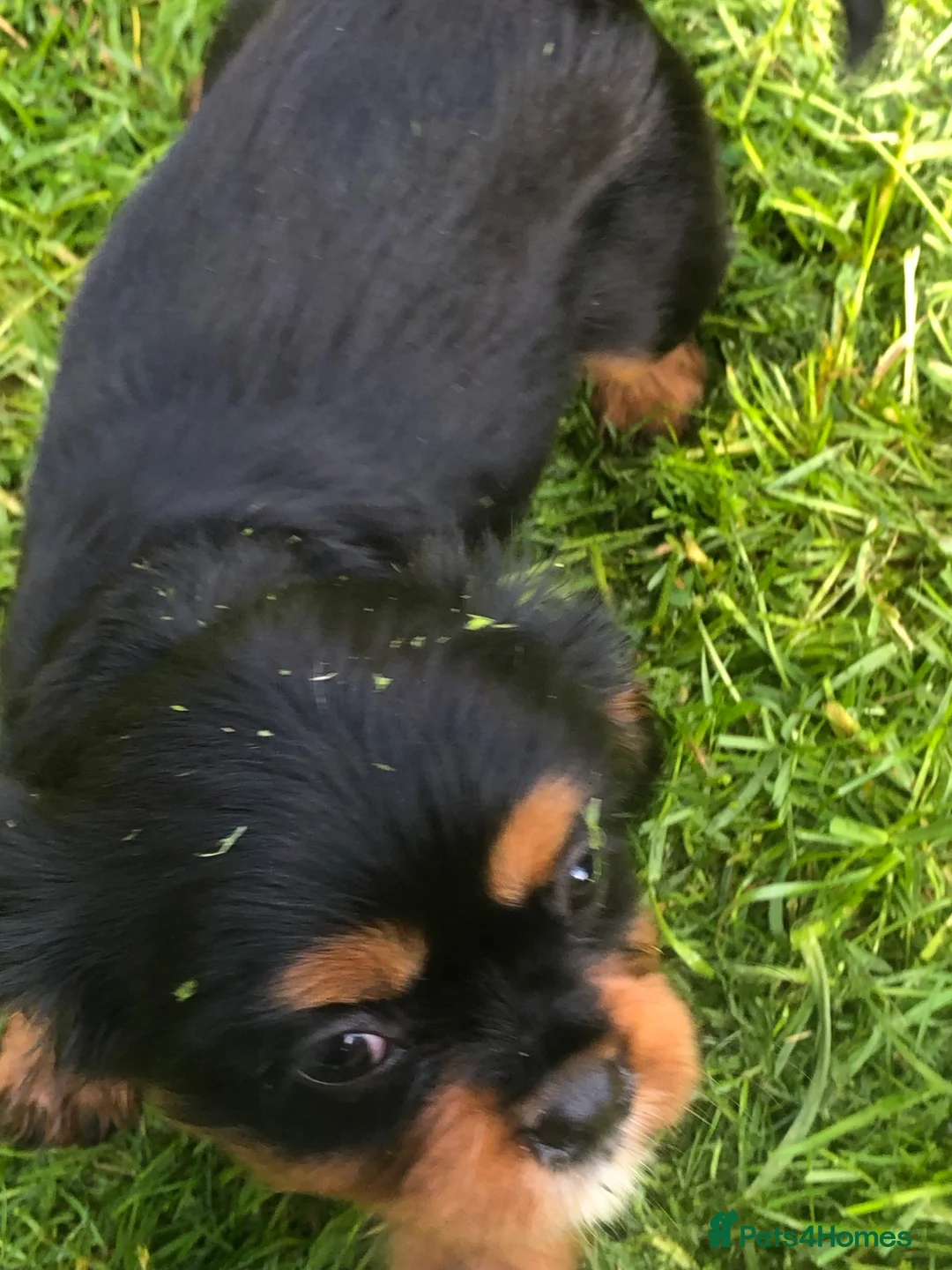 Cavalier King Charles Spaniel dogs for sale: Cavalier King Charles puppies  in Warrington - Advert 2