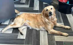 Goldendoodle dogs for sale: Adorable golden doodles - Image 19