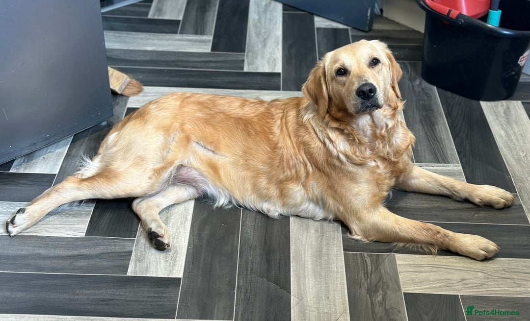 Goldendoodle dogs for sale: Adorable golden doodles - Image 19