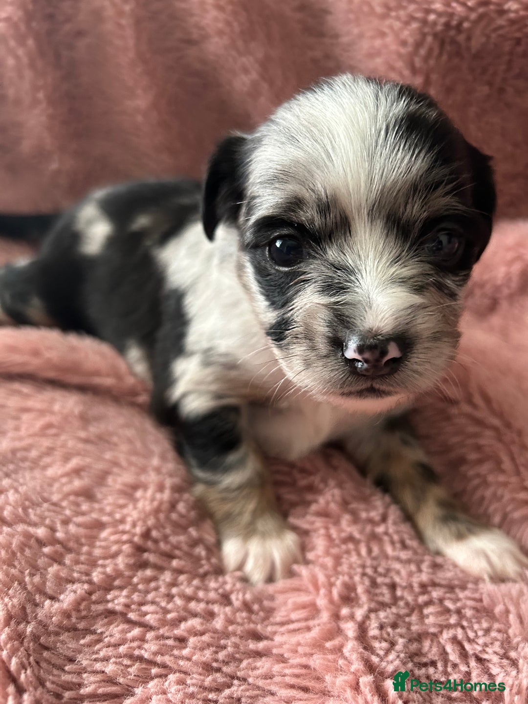 Mixed Breed dogs for sale: American cocker spaniel x Pomeranian  - Image 18