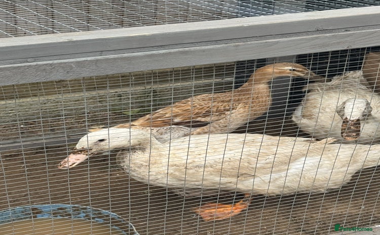Ducks poultry - Advert 1