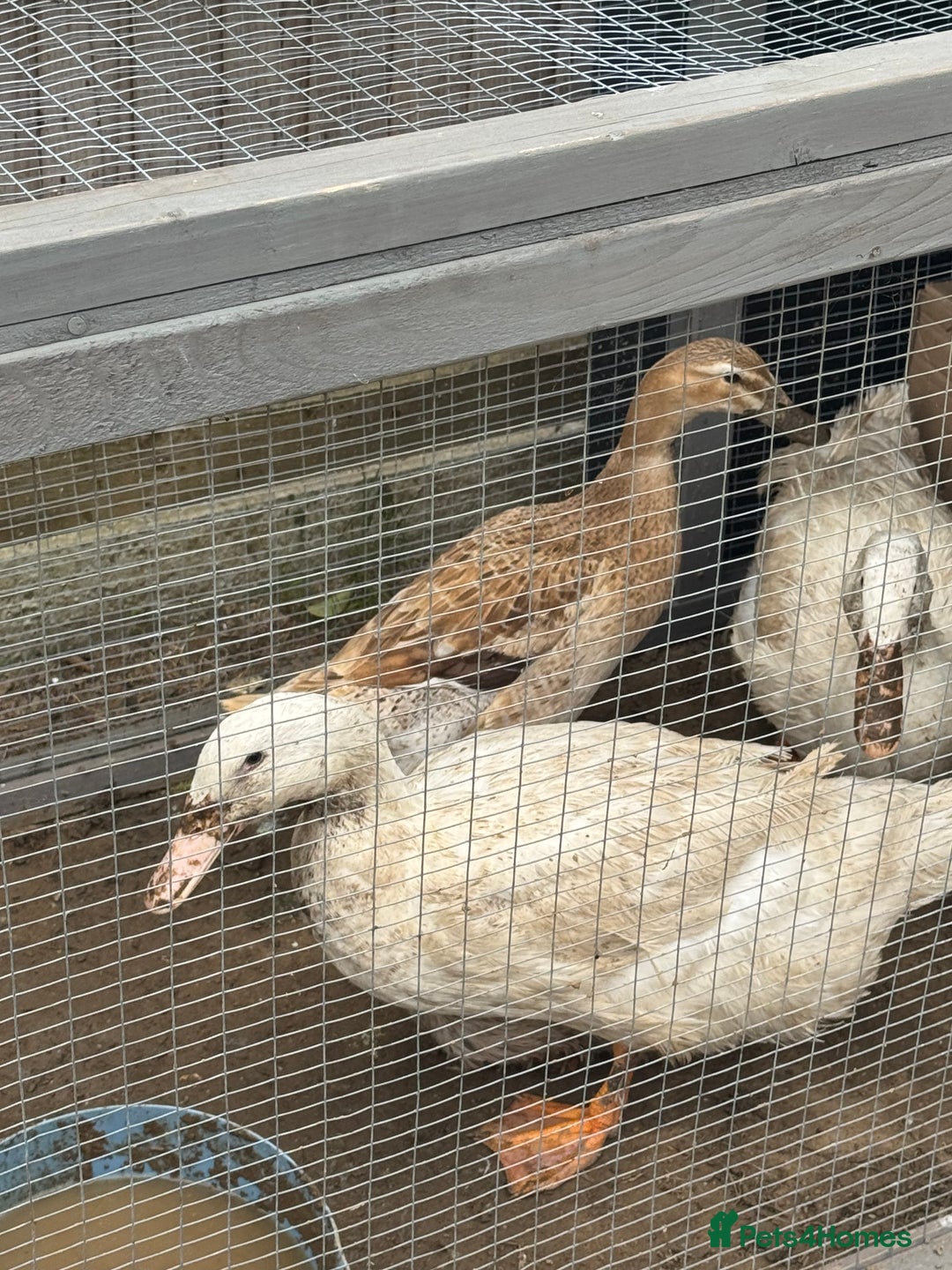 Ducks poultry for sale: Ducks  - Image 3