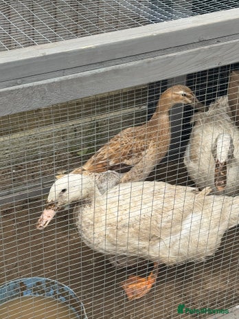Ducks poultry - Advert 1