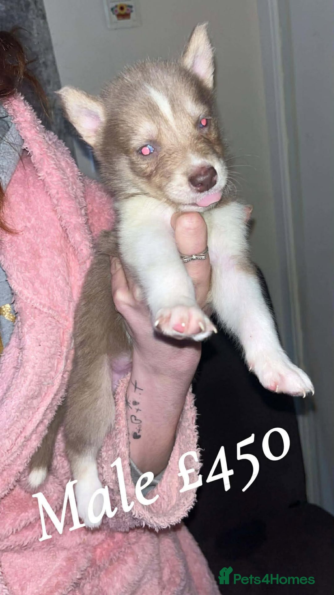 Mixed Breed dogs for sale: 4 males 1 female german sheperd x husky - Advert 7