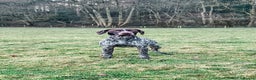 German Shorthaired Pointer dogs for stud: Experienced GSP Working Gundog STUD Twisted Embers in Ludlow - Advert 15