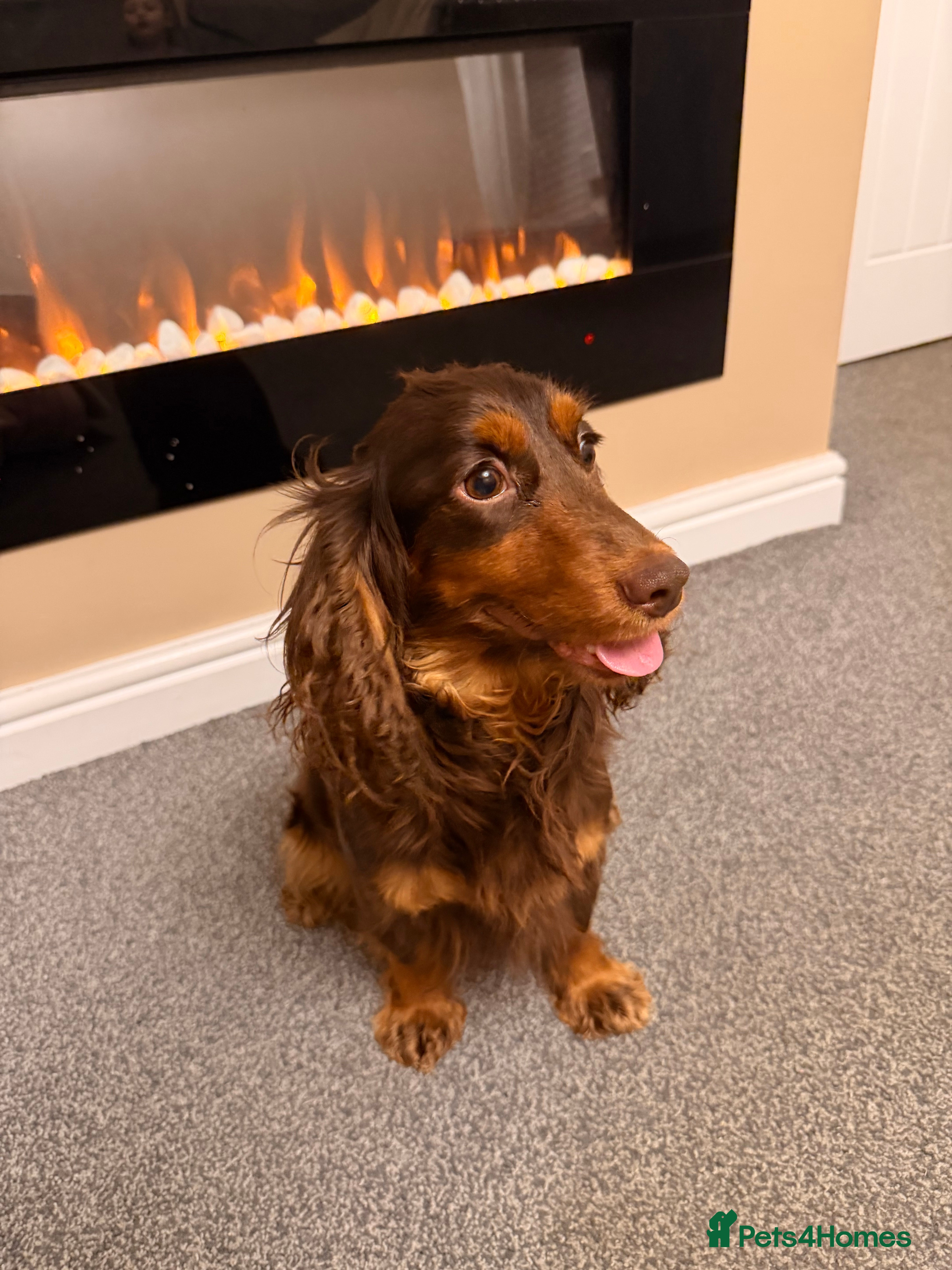 Cockapoo dogs Cockapoo puppy (sable colour)  - Advert 1