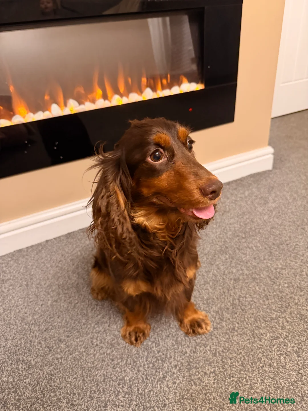 Cockapoo dogs for sale: Cockapoo puppy (sable colour)  - Advert 1