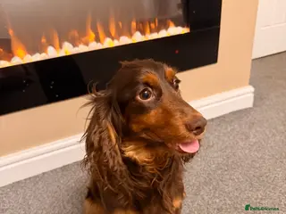 Cockapoo dogs Cockapoo puppy (sable colour) - Advert 1