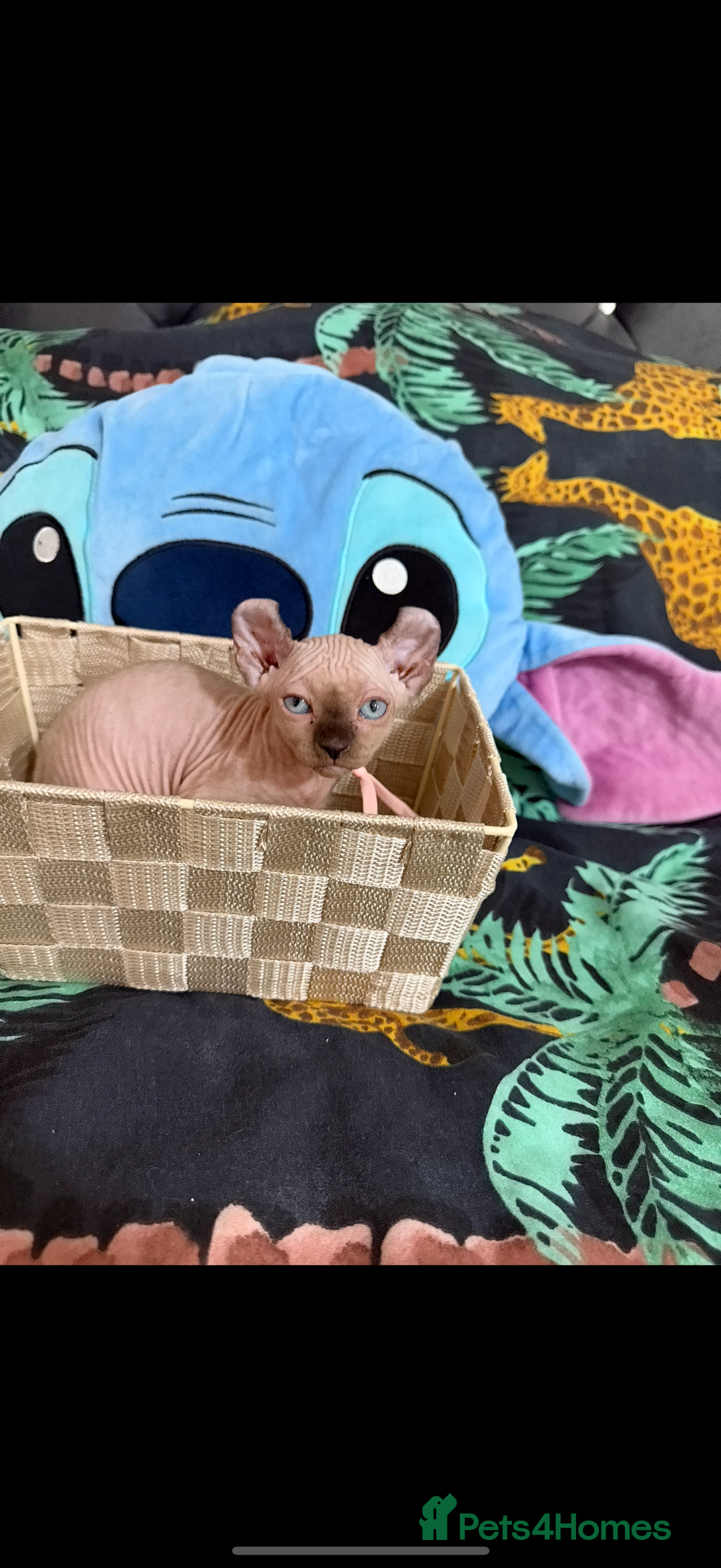 Sphynx cats for sale: Bald, bold elf blue eyes kittens  - Image 26