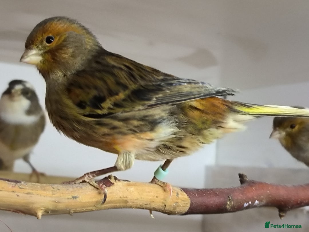 Canaries birds for sale: 5 beautiful 2025 canaries  - Advert 12