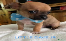 Chihuahua dogs for sale: KC Registered Apple Head Chihuahuas  - Image 2