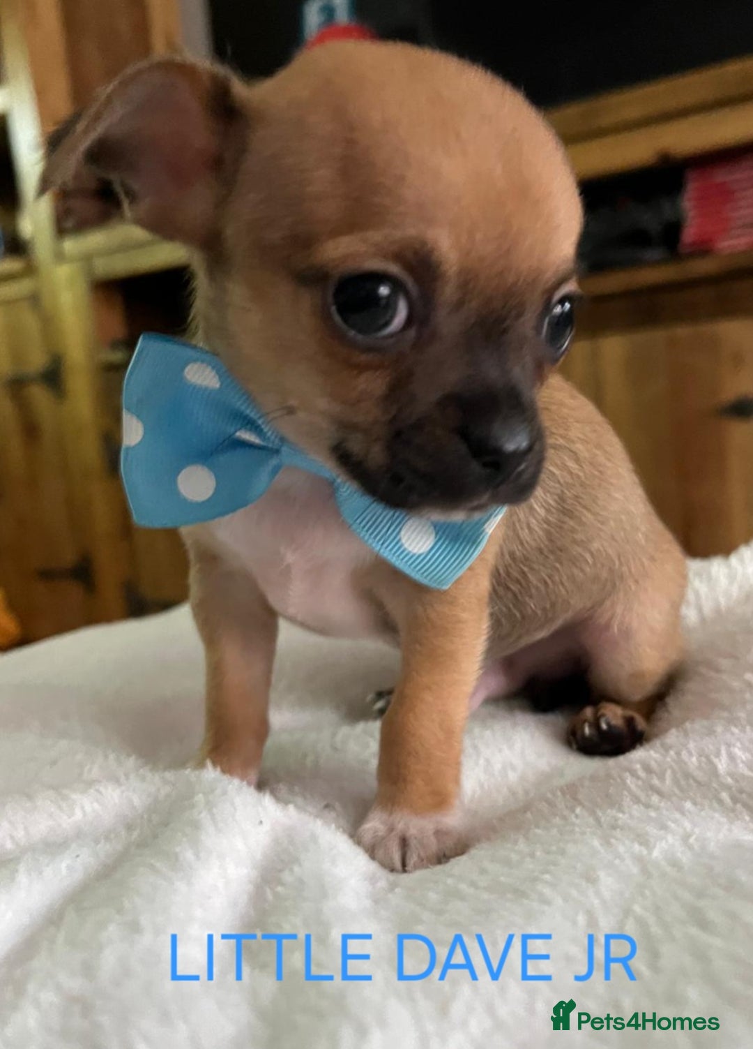 Chihuahua dogs for sale: KC Registered Apple Head Chihuahuas  - Image 2