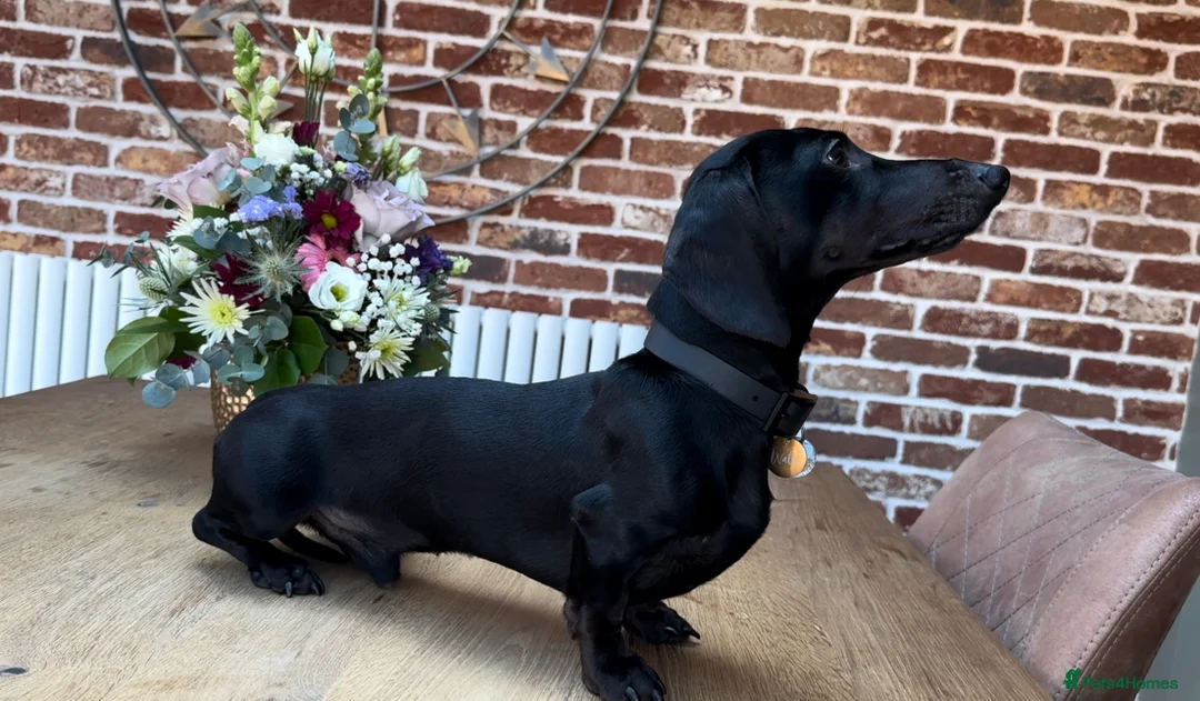 Miniature Dachshund dogs for stud: Rare KC Reg & Health Tested Miniature Dachshund in Rotherham - Advert 12