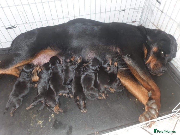Rottweiler dogs Chunky Rottweiler puppies - Advert 5