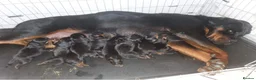 Rottweiler dogs for sale: Chunky Rottweiler puppies - Advert 1