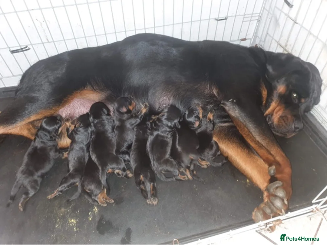 Rottweiler dogs for sale: Chunky Rottweiler puppies - Advert 1