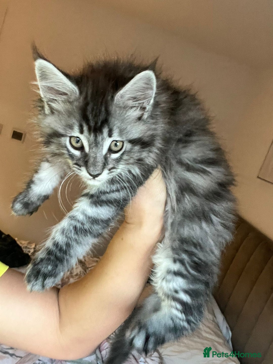 Maine Coon cats for sale: Tiny Tigers, Maine Coon Kittens for Sale - Advert 5