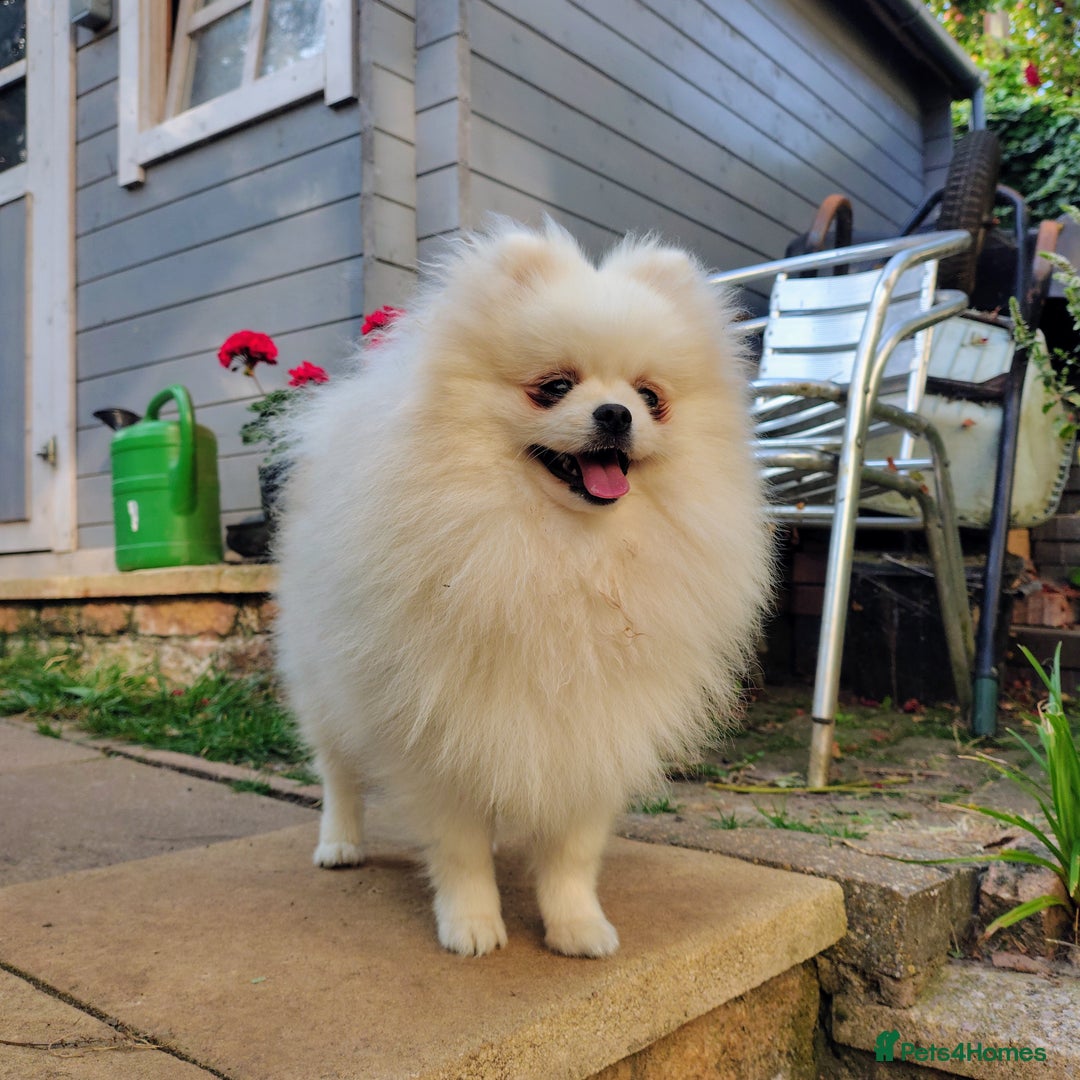 Pomeranian dogs for sale: Purebred Pomeranian Puppy male KC Reg - Image 5