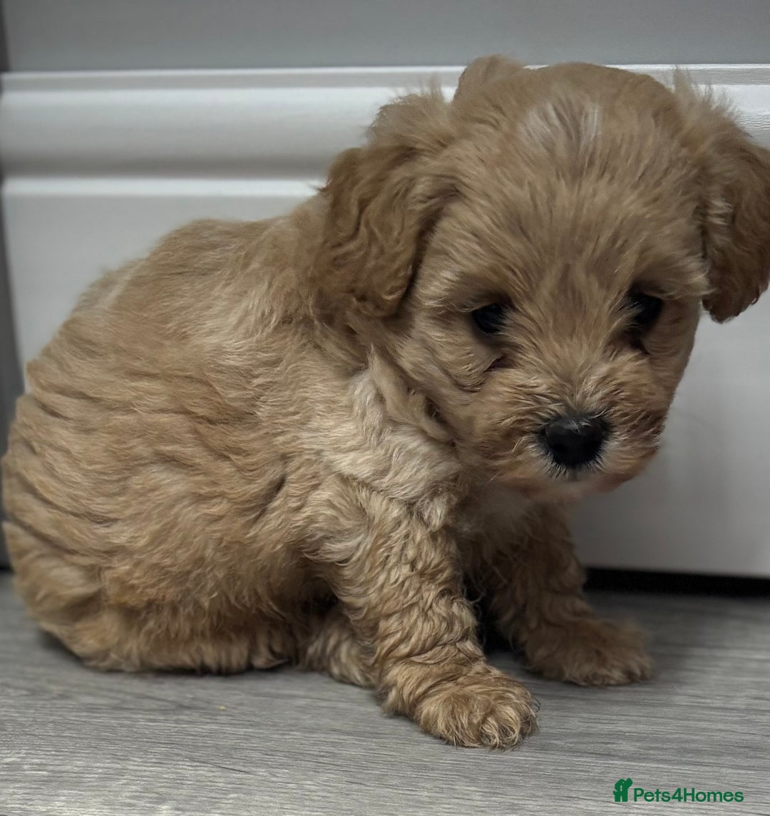 Maltipoo dogs for sale: F1 maltipoo puppies  - Image 8