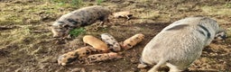 Pig livestock for sale: Minature Pigs (7/8 Juliana) - Advert 5