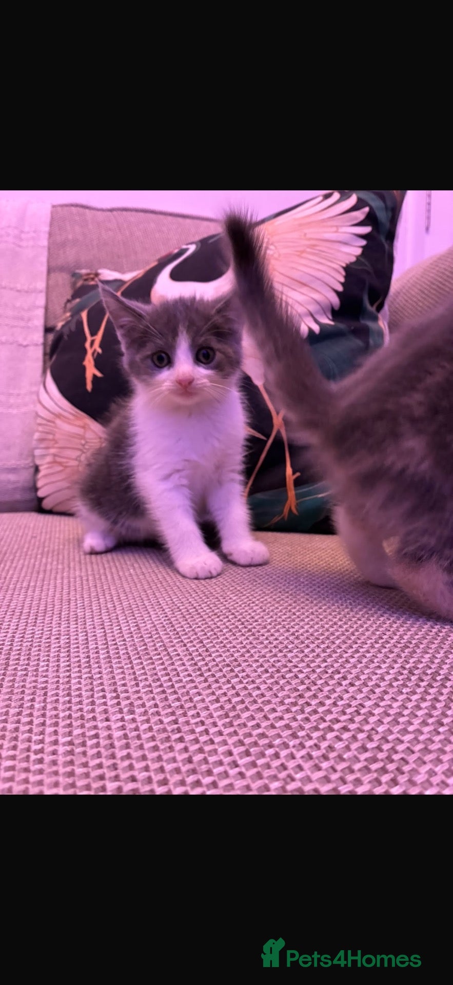 Mixed Breed cats British short hair cross kittens - Advert 2