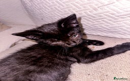 Mixed Breed cats for sale: Pretty little girls  - Image 25