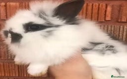 Lionhead rabbits for sale: Baby Rabbit - Advert 1