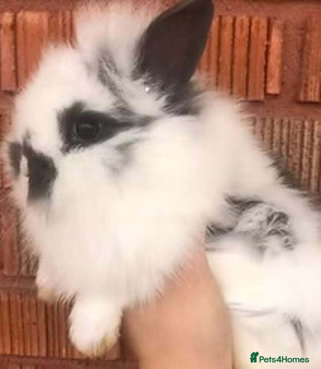 Lionhead rabbits for sale: Baby Rabbit - Advert 1