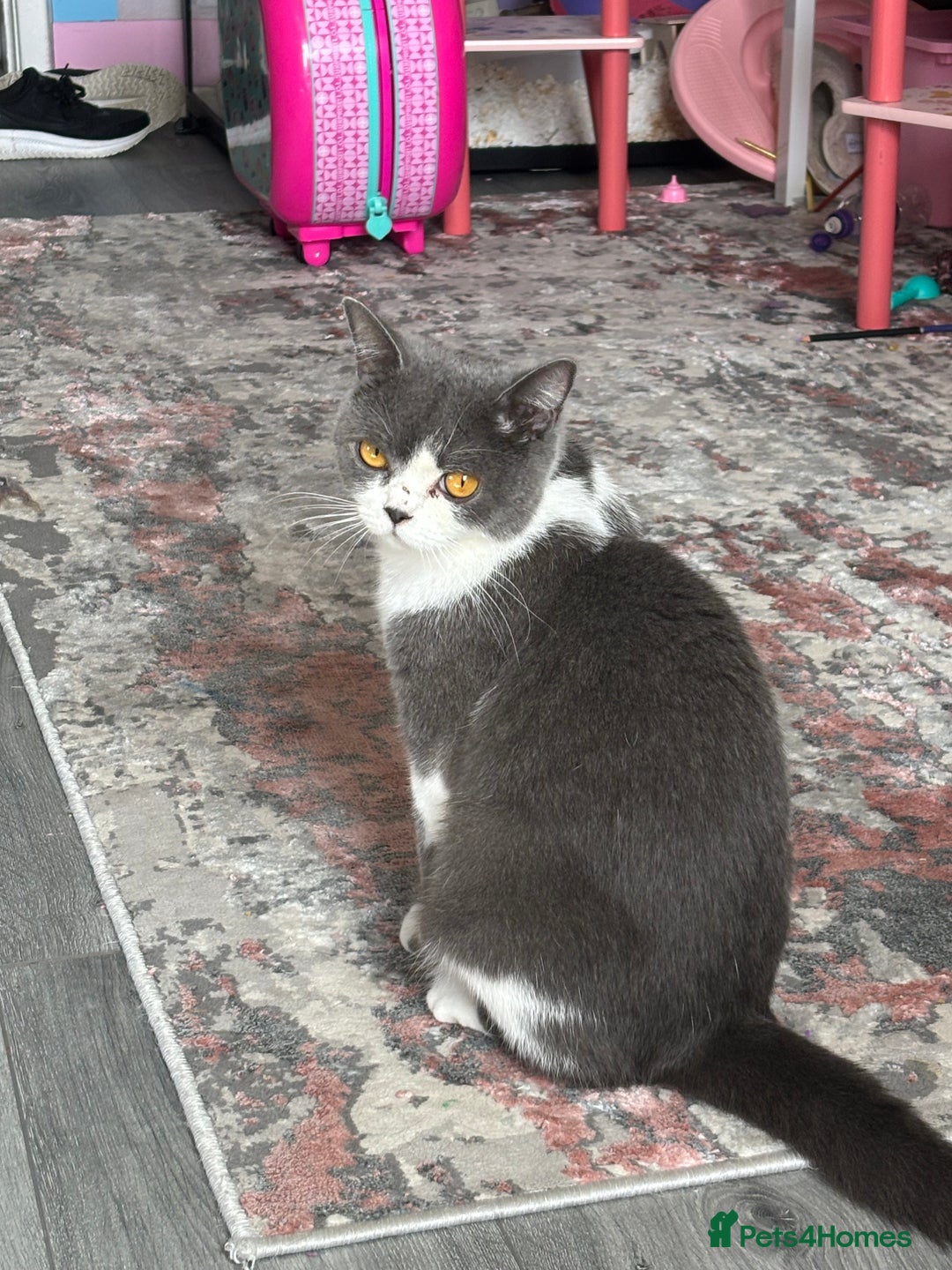 British Shorthair cats for sale: Last 2 boys!!  - Image 5