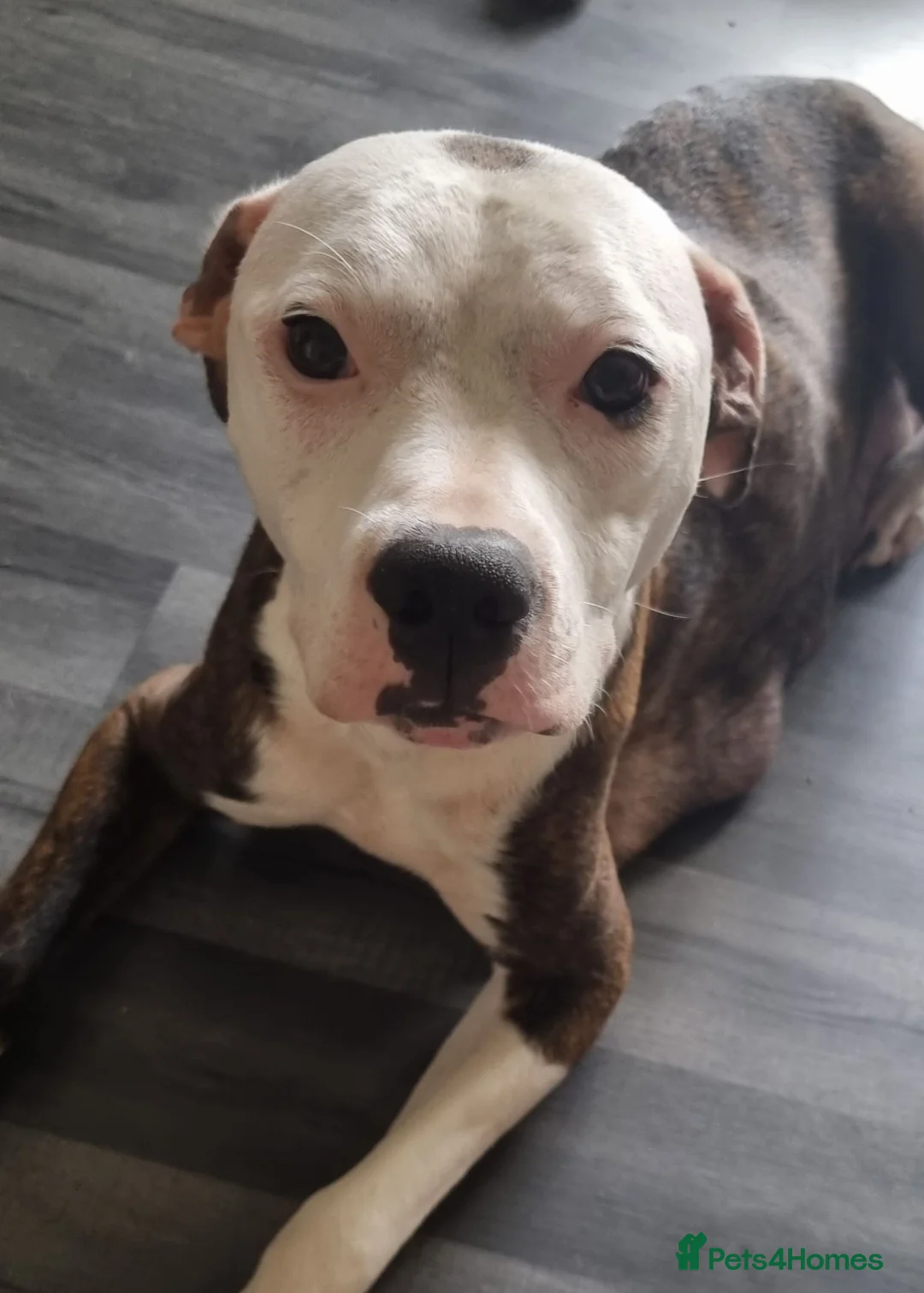 Staffordshire Bull Terrier dogs for sale: 3 boys & 1 girl looking for their forever home in Walsall - Advert 20