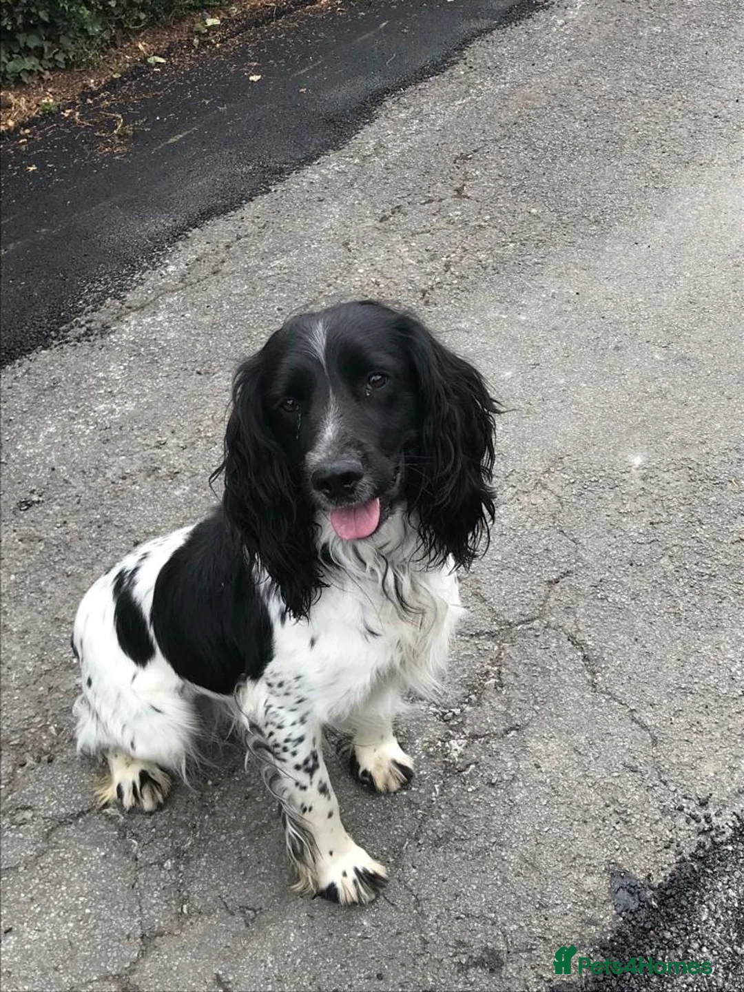 English Springer Spaniel dogs for stud: Beautiful Fully Health tested in Wrexham - Advert 2
