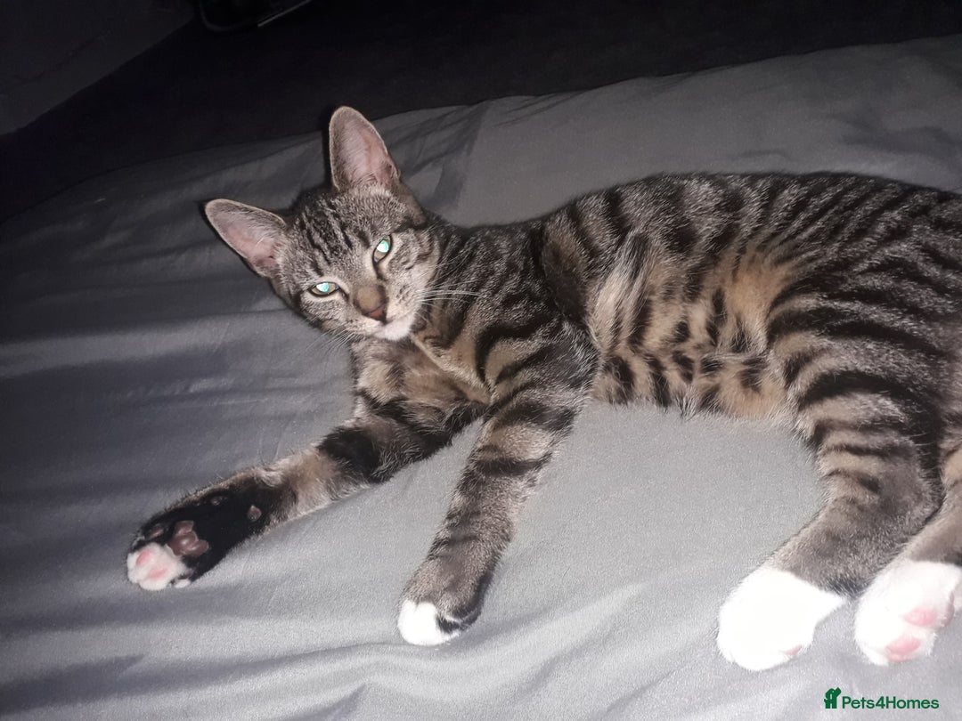 Mixed Breed cats for sale: Beautiful kittens  - Image 9