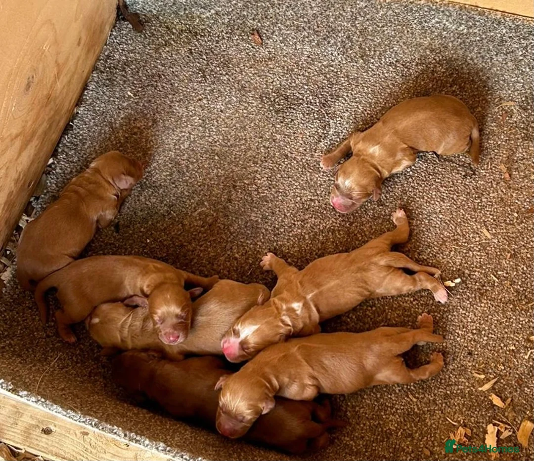 Cocker Spaniel dogs for stud: Working cocker spaniel for stud  in Rowlands Gill - Advert 8