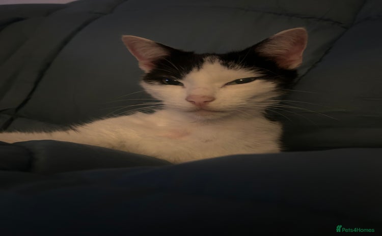 Mixed Breed cats 4 kittens for sale - Advert 2