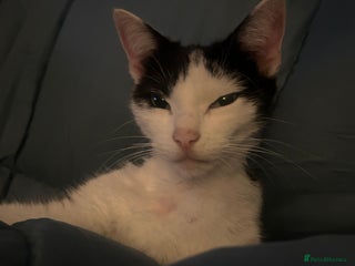 Mixed Breed cats 4 kittens for sale - Advert 4