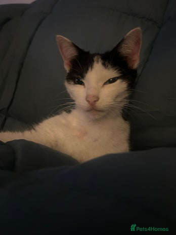 Mixed Breed cats 4 kittens for sale - Advert 2