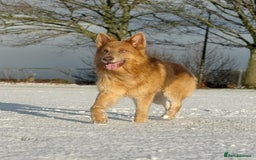German Shepherd dogs for stud: Isabella & tan German shepherd stud dog - Image 7