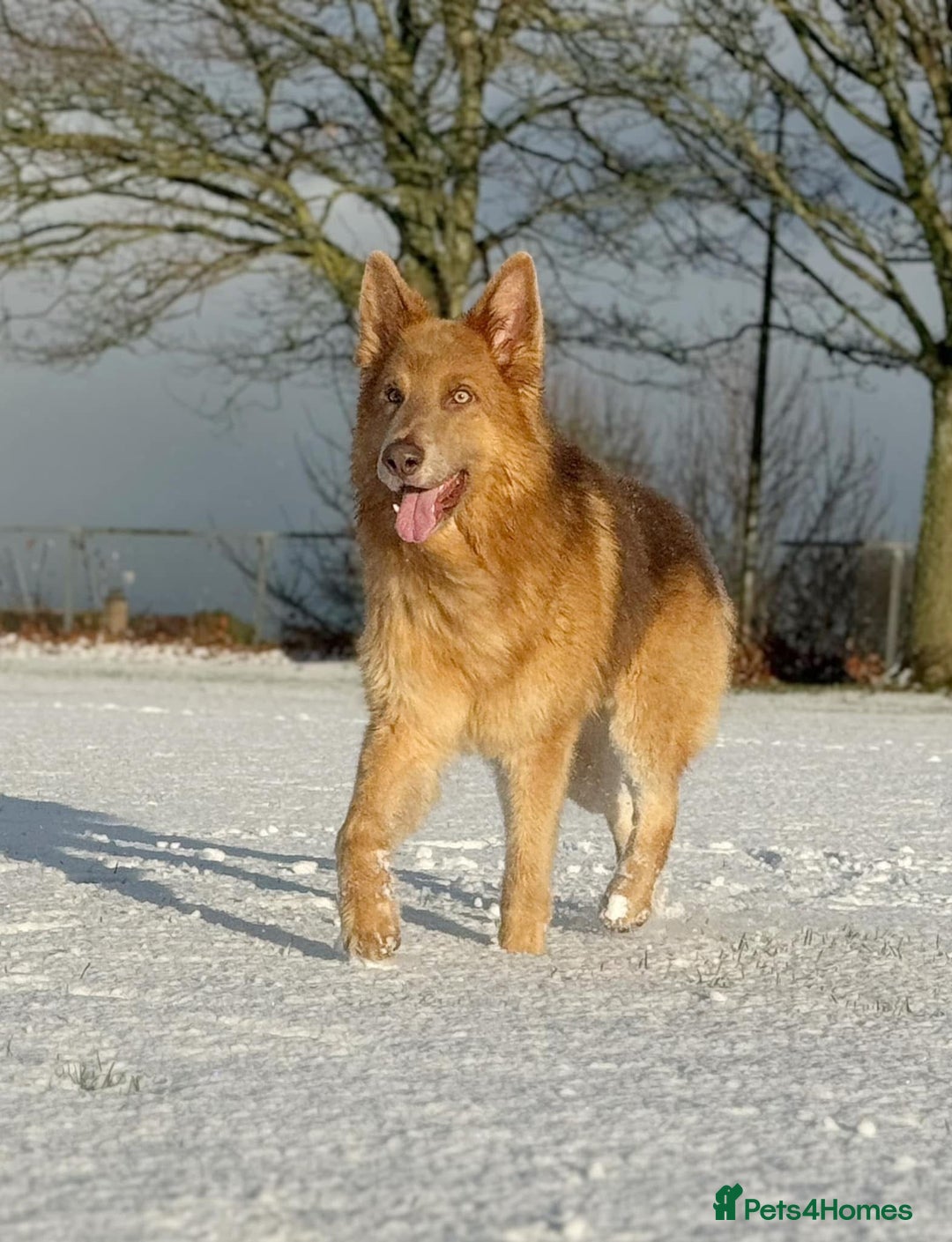 German Shepherd dogs for stud: Isabella & tan German shepherd stud dog - Image 7