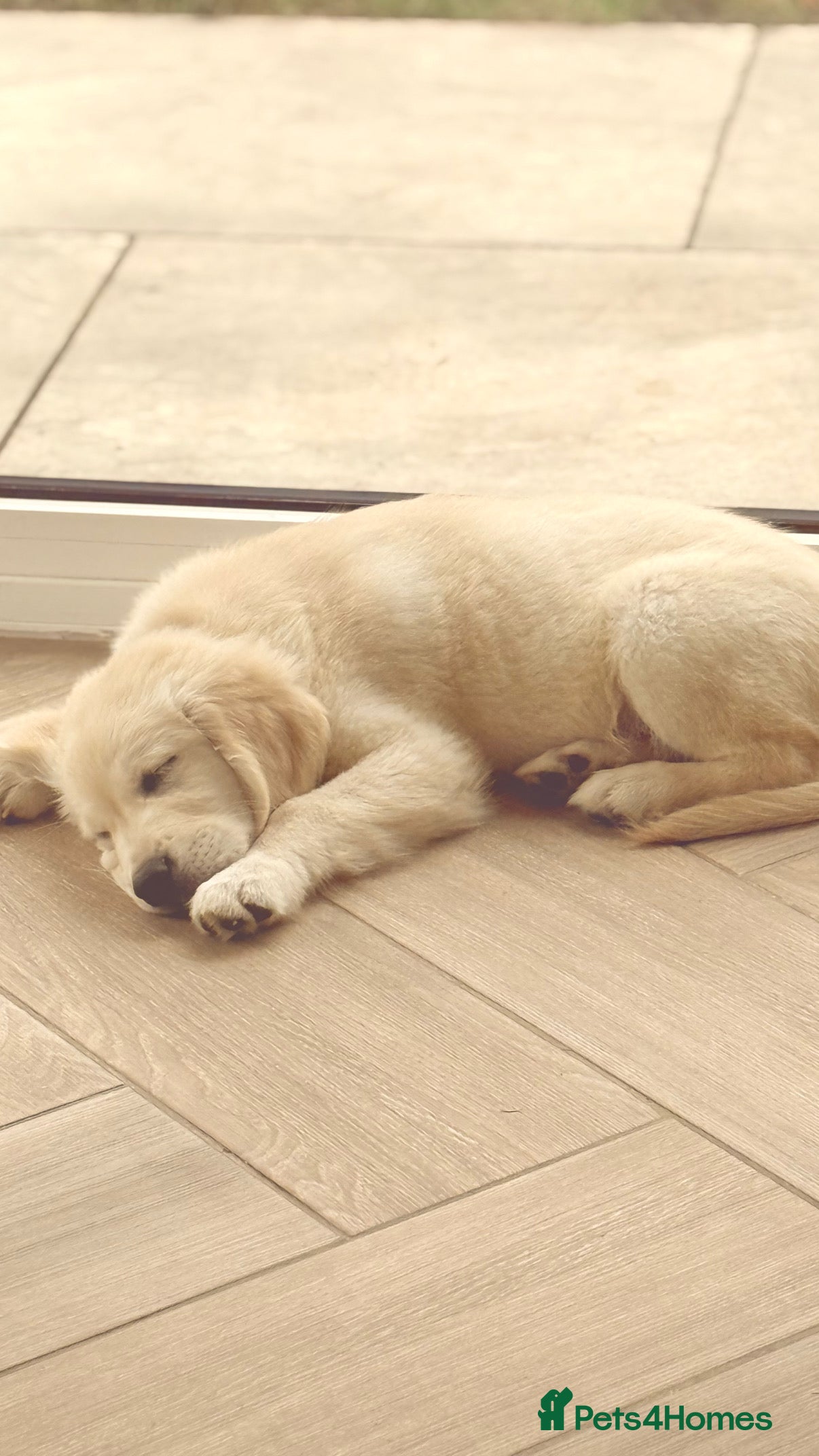 Golden Retriever dogs 13 week old golden retriever male  in Peacehaven - Advert 5