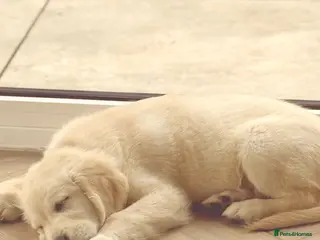 Golden Retriever dogs 13 week old golden retriever male in Peacehaven - Advert 5